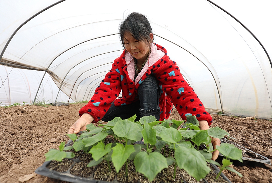 秋冬蔬菜移栽，新希望播种丰收的季节