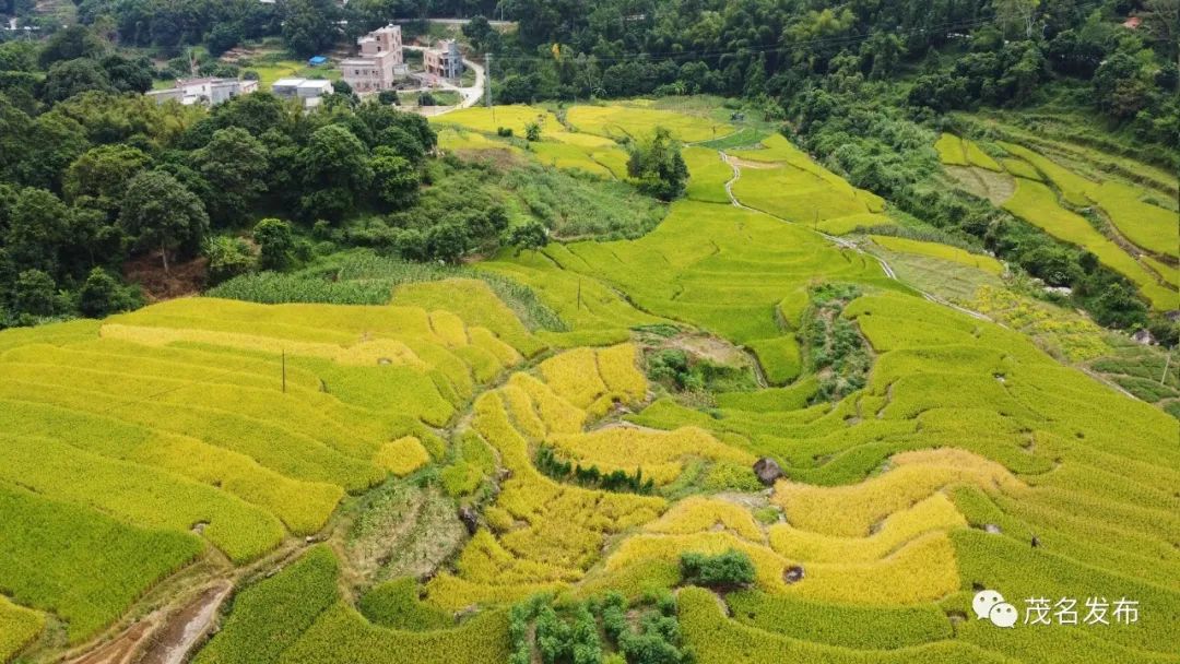 信宜秋日盛宴，云端稻浪金黄，赏秋视觉盛宴