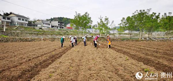 新蒲新区，食用菌产业助力农民增收致富