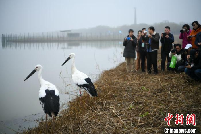 京津冀晋吉携手共迎湿地生态观鸟节，共筑美好未来，共享和谐自然之美