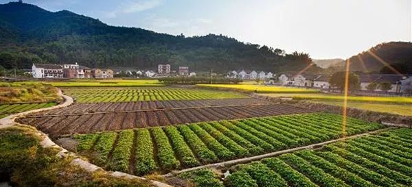 梅县区鹅峰村油茶采摘上市，五百亩土特产助力富农兴村之路