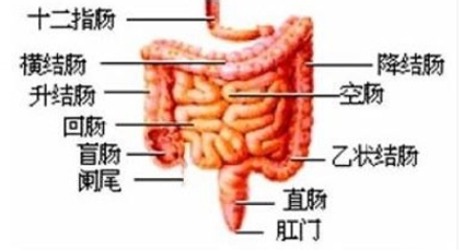 中医在骨骼健康促进中的重要作用