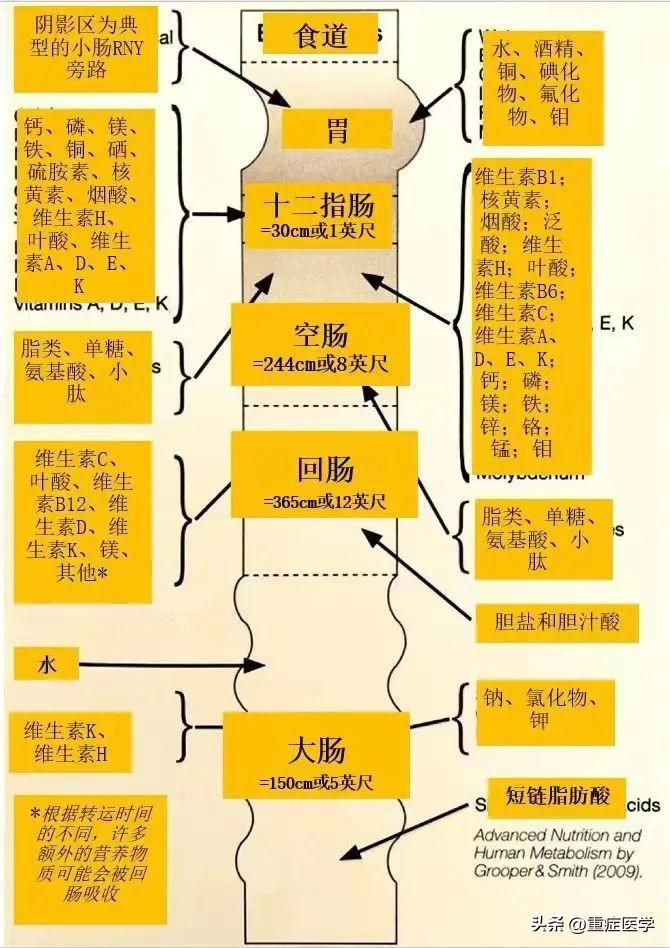 养生食谱，促进消化吸收功能的关键与重要性