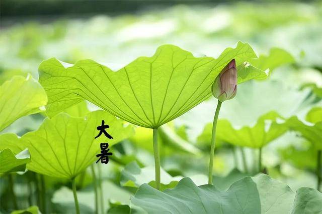 大暑，热浪之巅的节气