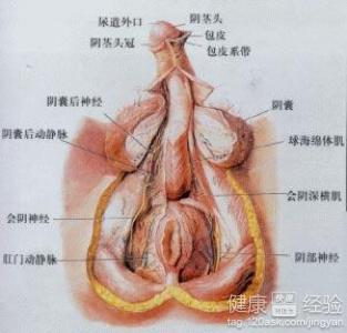 阴囊潮湿的原因与影响，深度解析及应对方法