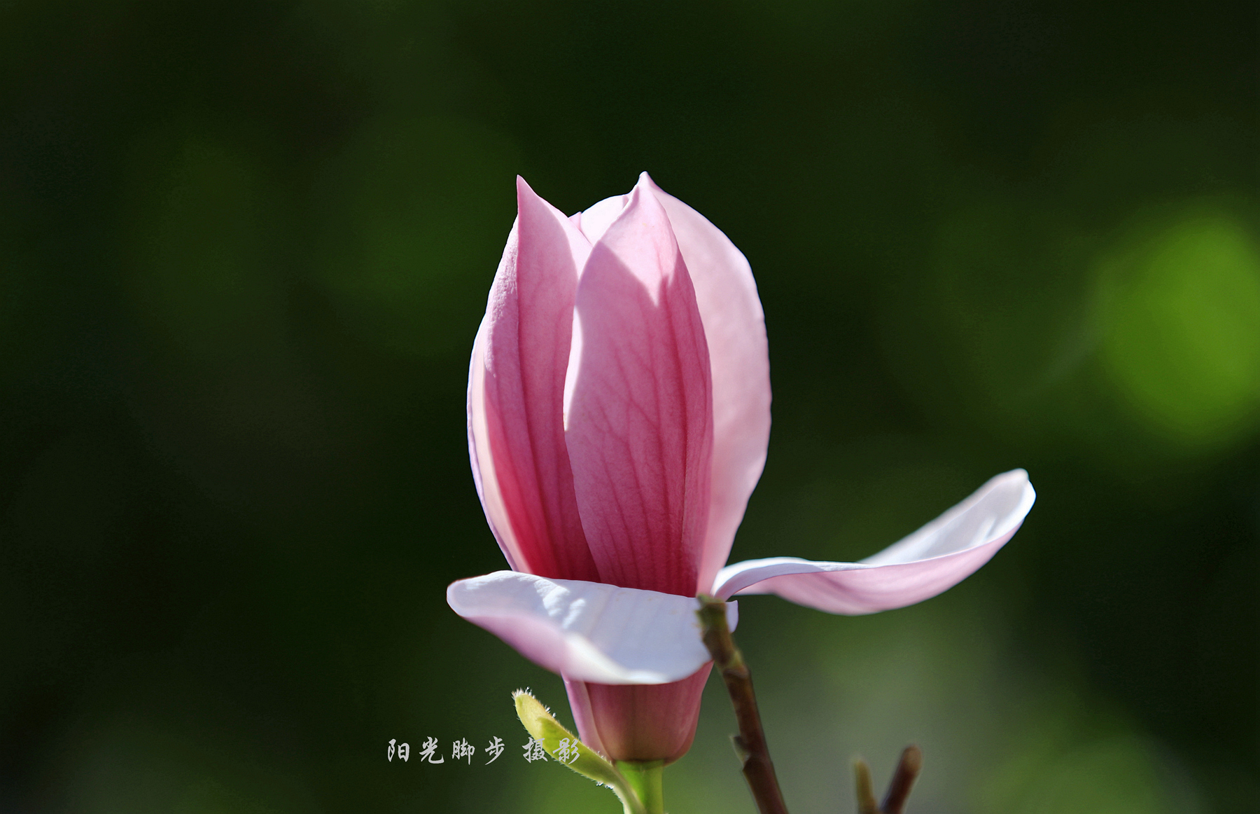 生命的绚烂与感悟，花开如梦的启示