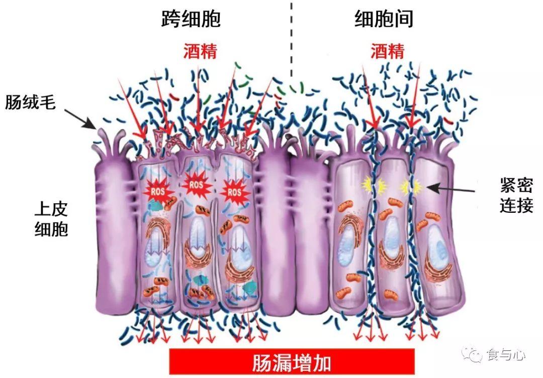 肠道病毒与食物成瘾有关，研究发现两者之间有联系