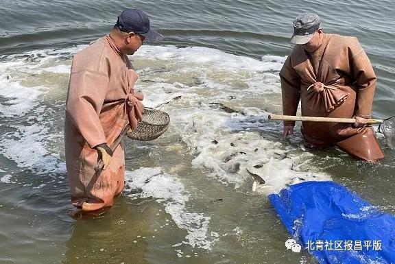 水利局回应老人在河边放生大米，尊重生命，保护生态环境